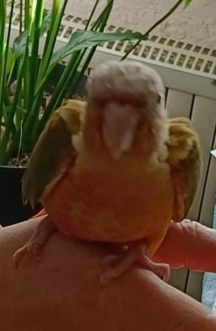 Mooie pyrrhura Cinnamon opaline hand tam, Dieren en Toebehoren, Vogels | Parkieten en Papegaaien, Vrouwelijk, Parkiet, Tam