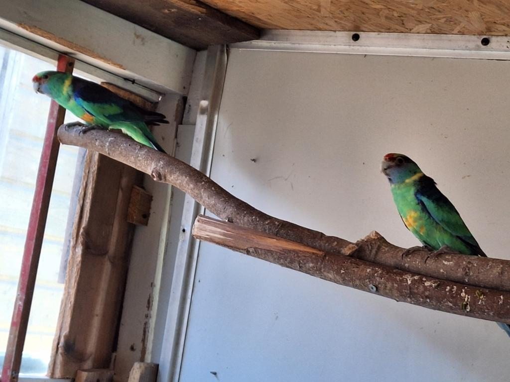 Mooi koppel wildkleur Barnards 24/25, Dieren en Toebehoren, Meerdere dieren, Parkiet