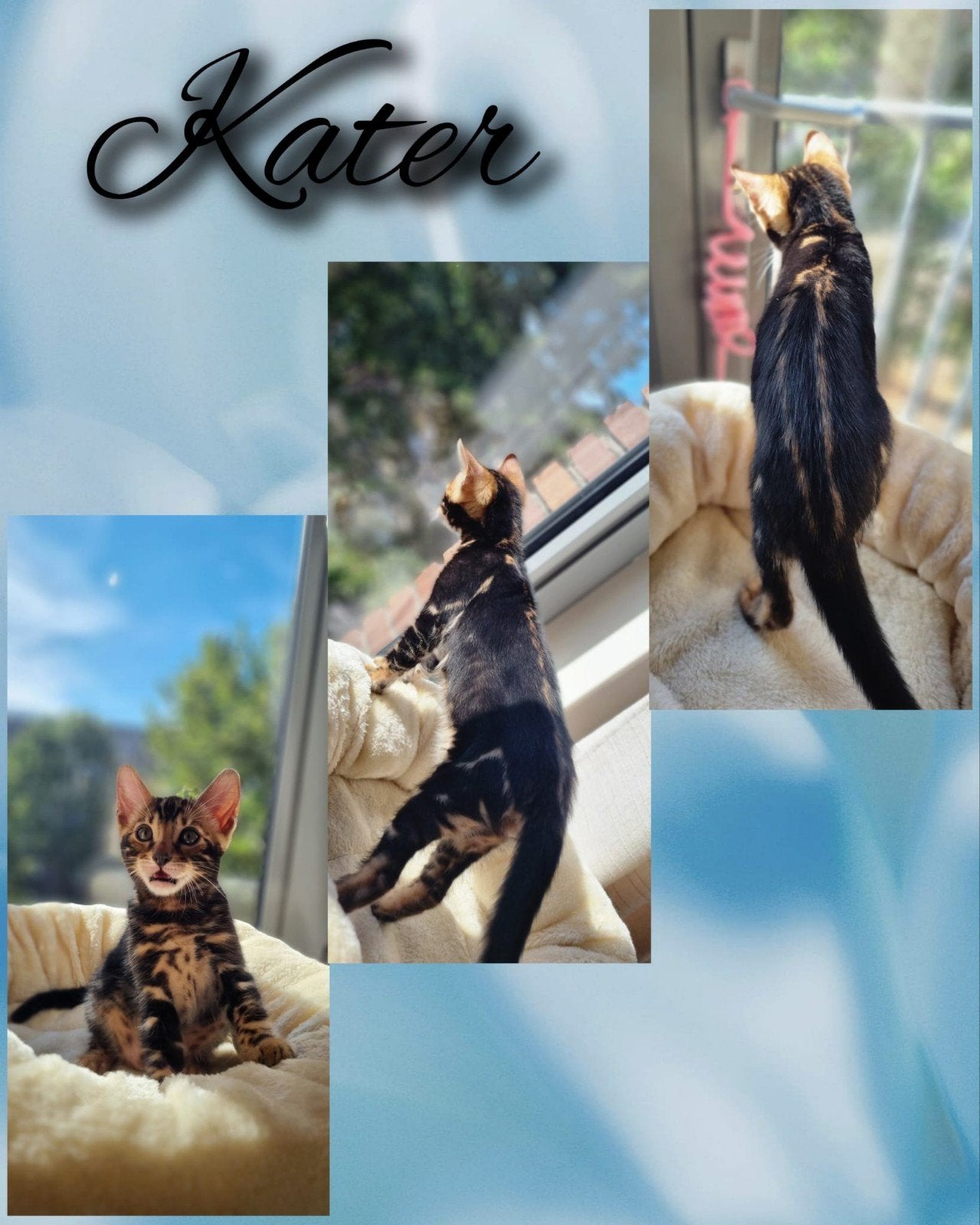 raszuivere bengaal kitten kater, Dieren en Toebehoren, Meerdere dieren, Ontwormd, 0 tot 2 jaar