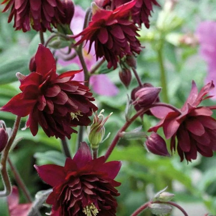 Akelei Ruby Port ( en meer leuke planten voor €1,-), Ophalen, Overige soorten, Volle zon