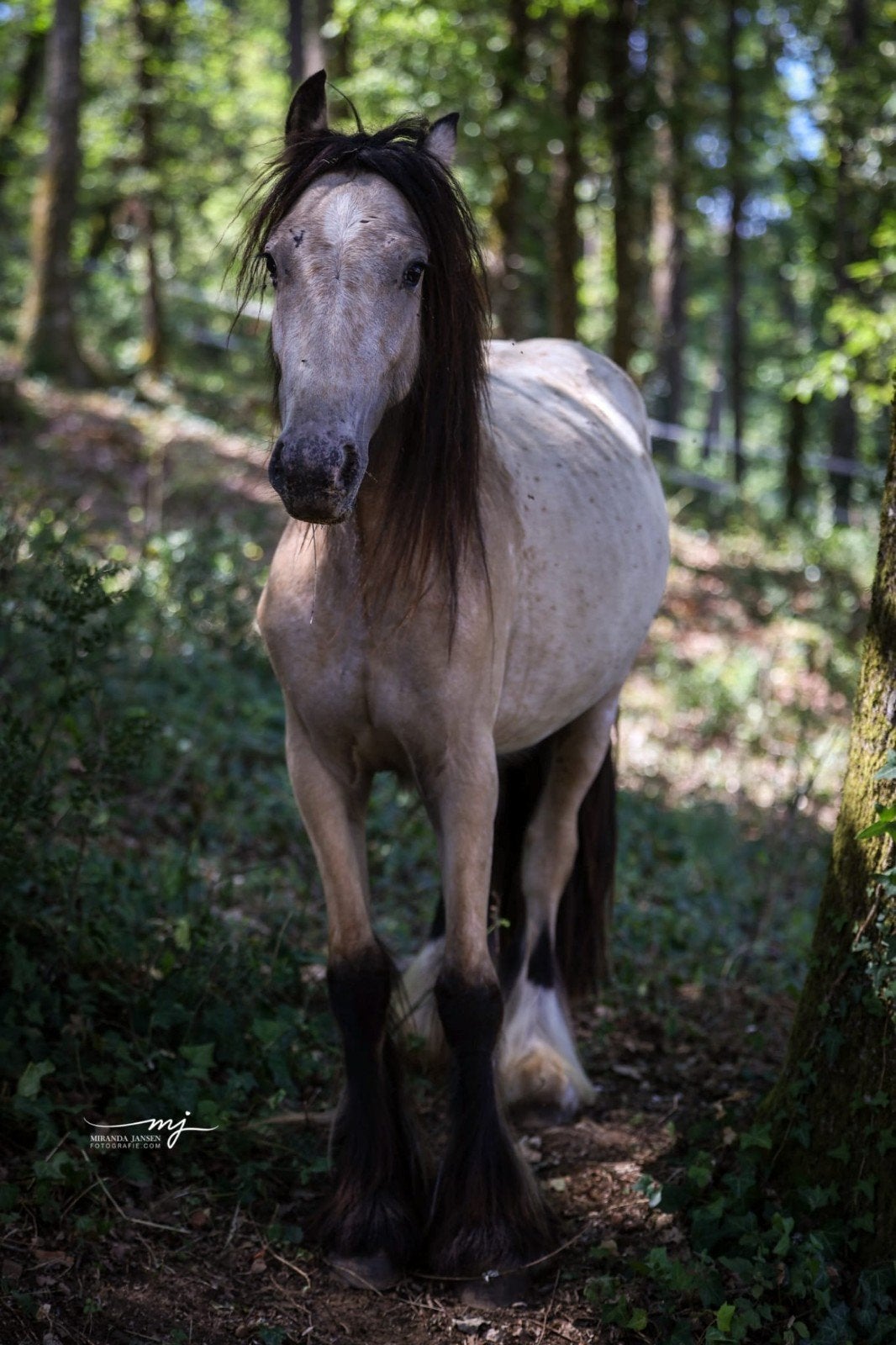 Diverse Tinkers, Hengst, 0 tot 2 jaar
