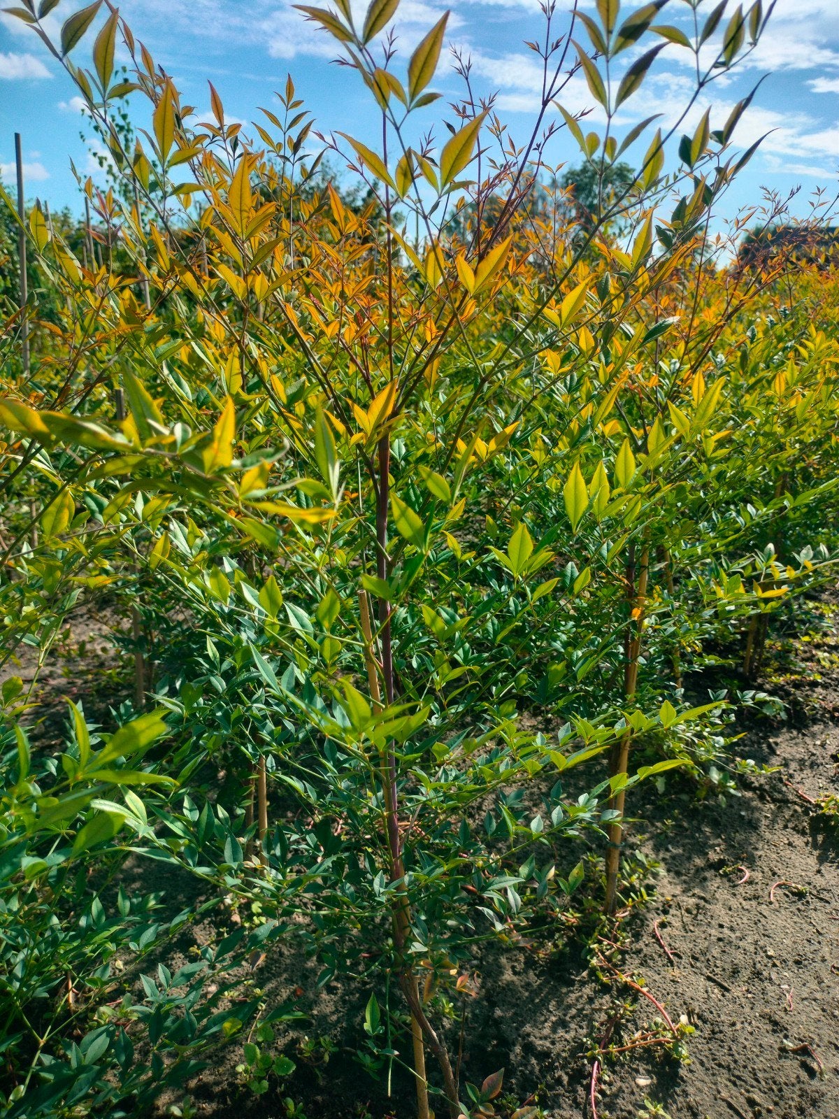 Nandina Domestica 'Richmond' Hemelse Bamboe, Tuin en Terras, Ophalen, Overige soorten, Struik, 100 tot 250 cm
