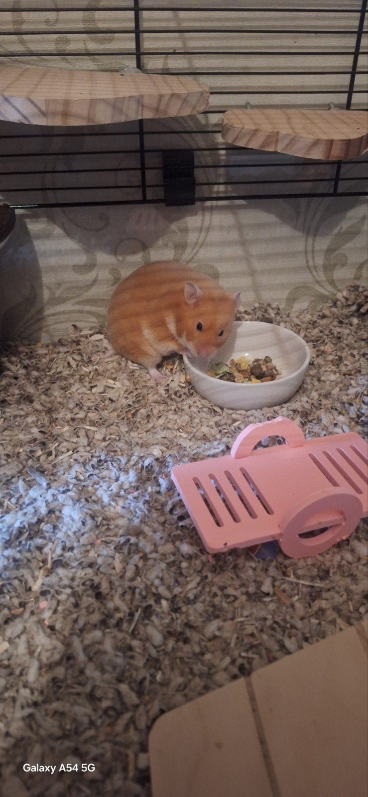 Goudhamster 12 weekjes oud . Alles inclusief, Dieren en Toebehoren, Knaagdieren, Maart, Vrouwelijk, Hamster