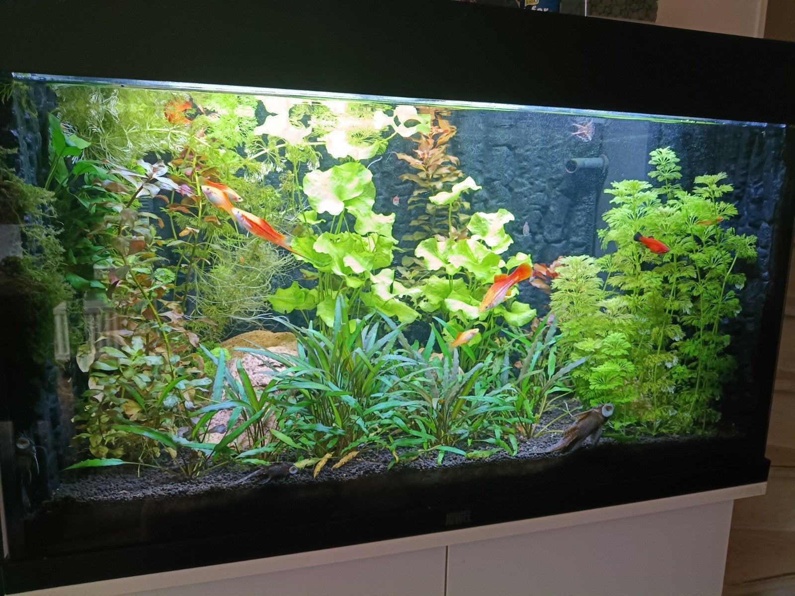 Compleet vis en waterplantbestand in 1 koop, Vis, Zoetwatervis