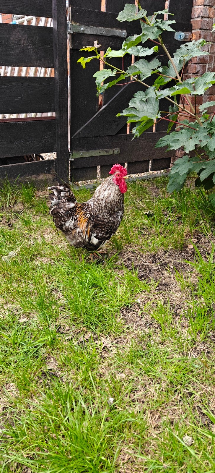 Kriel haan, Dieren en Toebehoren, Pluimvee, Mannelijk, Kip