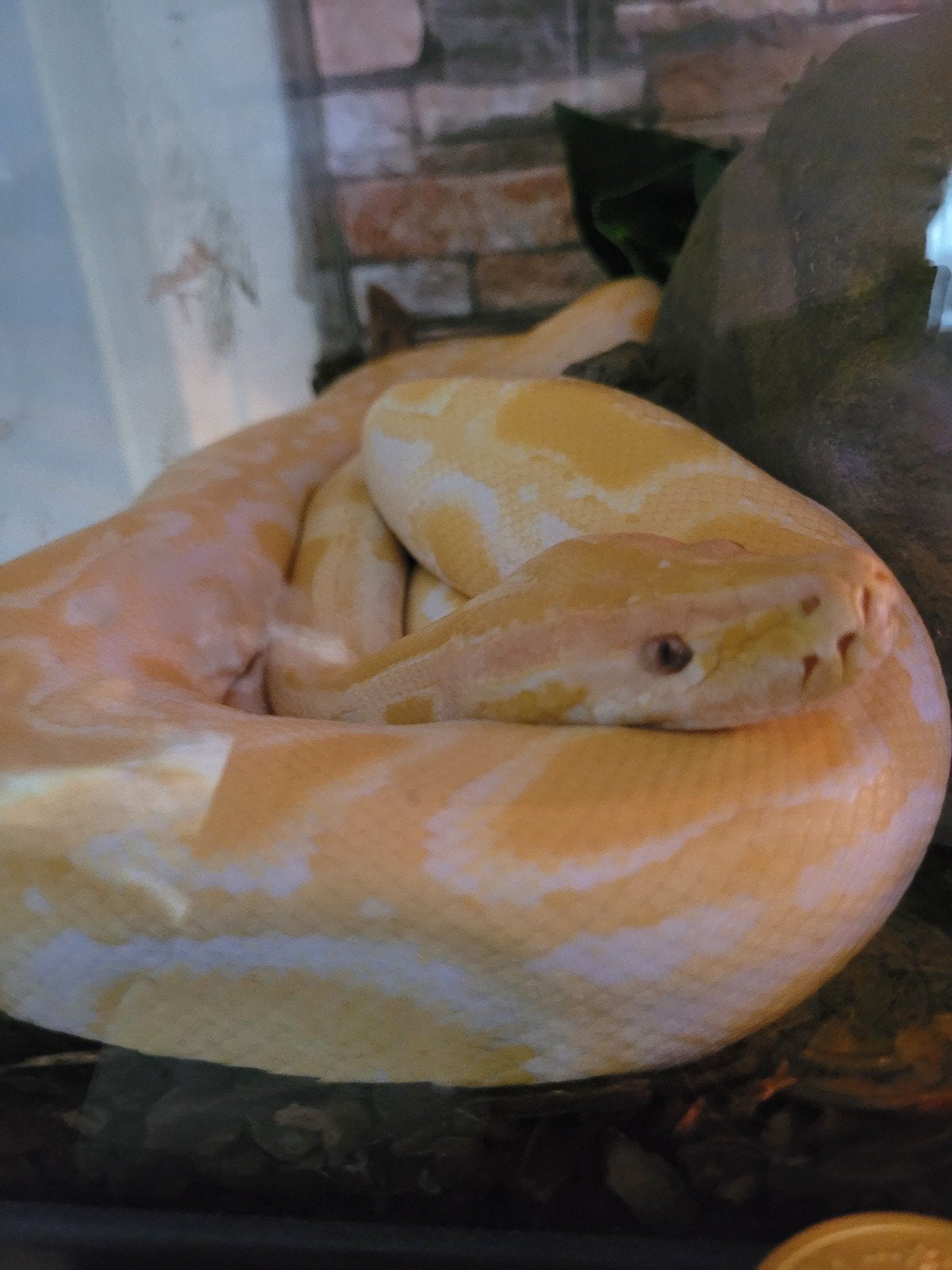 tijgerpython vrouw, Dieren en Toebehoren, Reptielen en Amfibieën, Slang, 0 tot 2 jaar