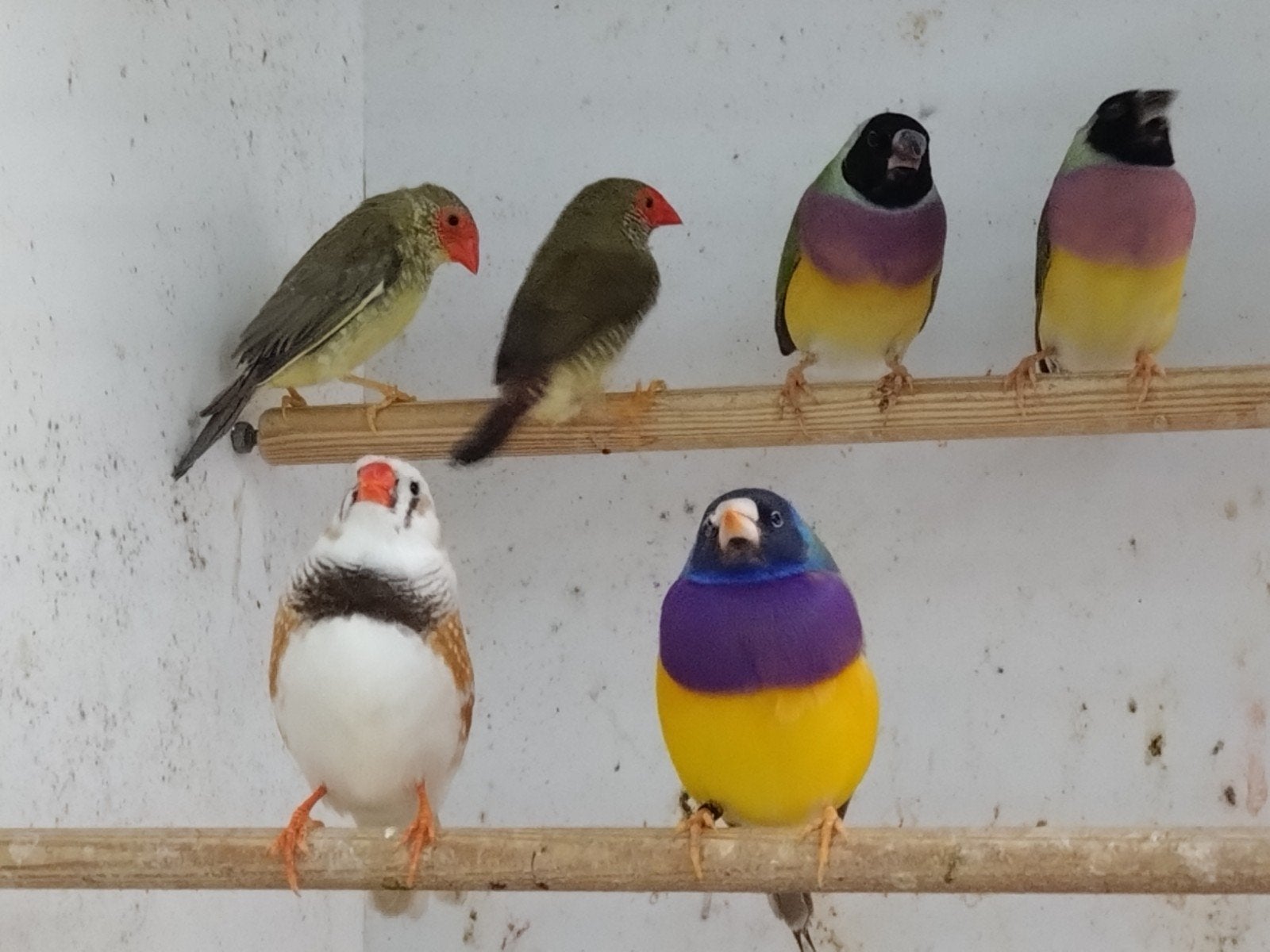 Diverse vogels, Meerdere dieren, Geringd