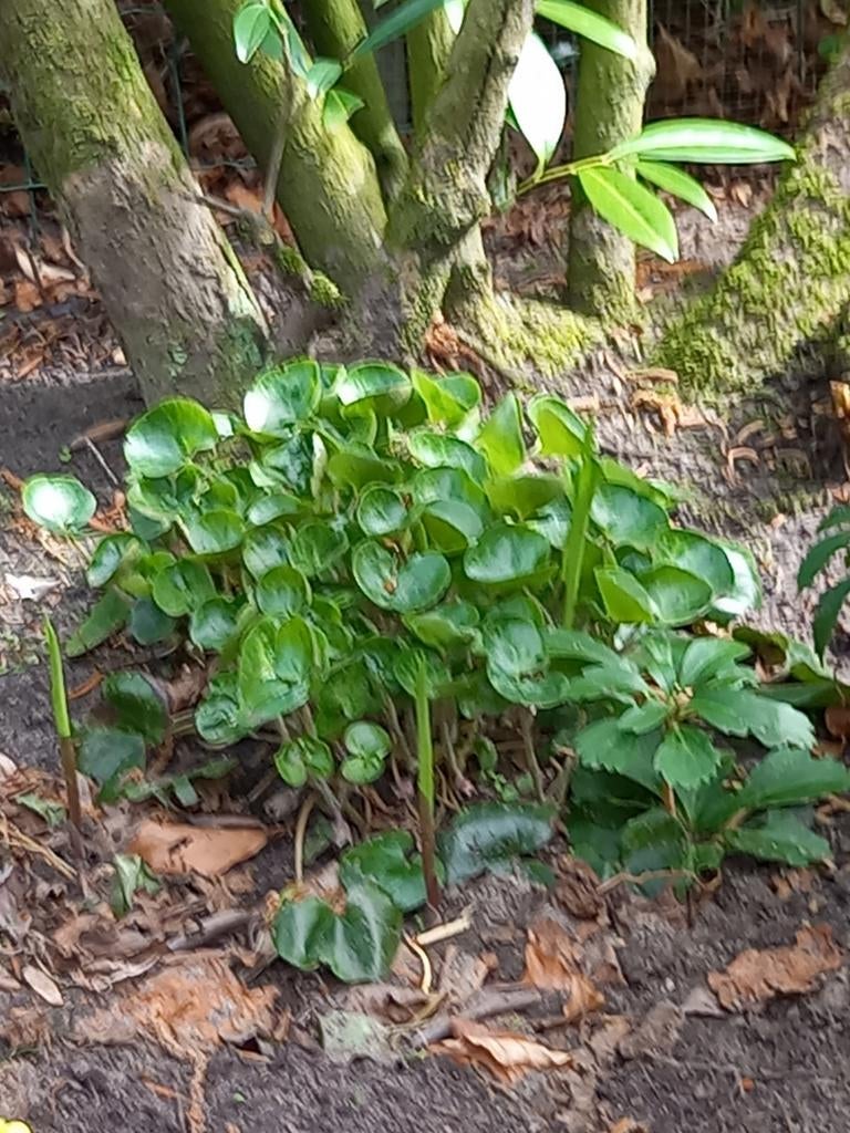 3 PRACHTIGE GROTE PILEA PANNEKOEKEN PLANT POLLEN , MET MOOI, Ophalen of Verzenden, Overige soorten