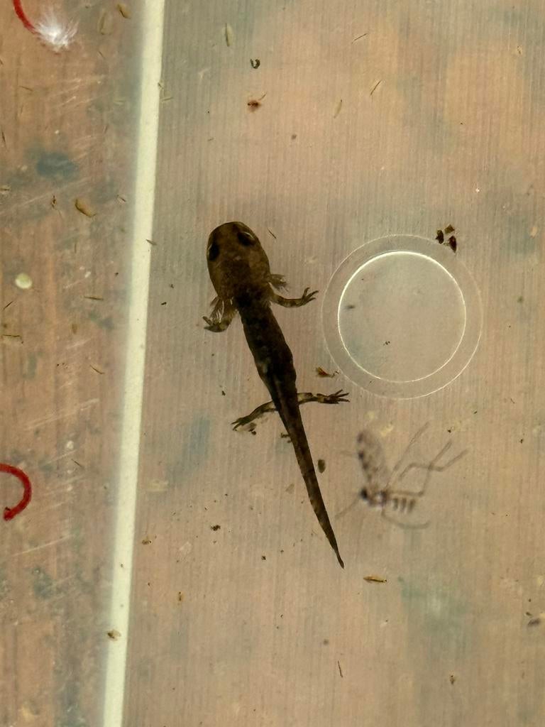 Vuursalamander larven, Amfibie, 0 tot 2 jaar