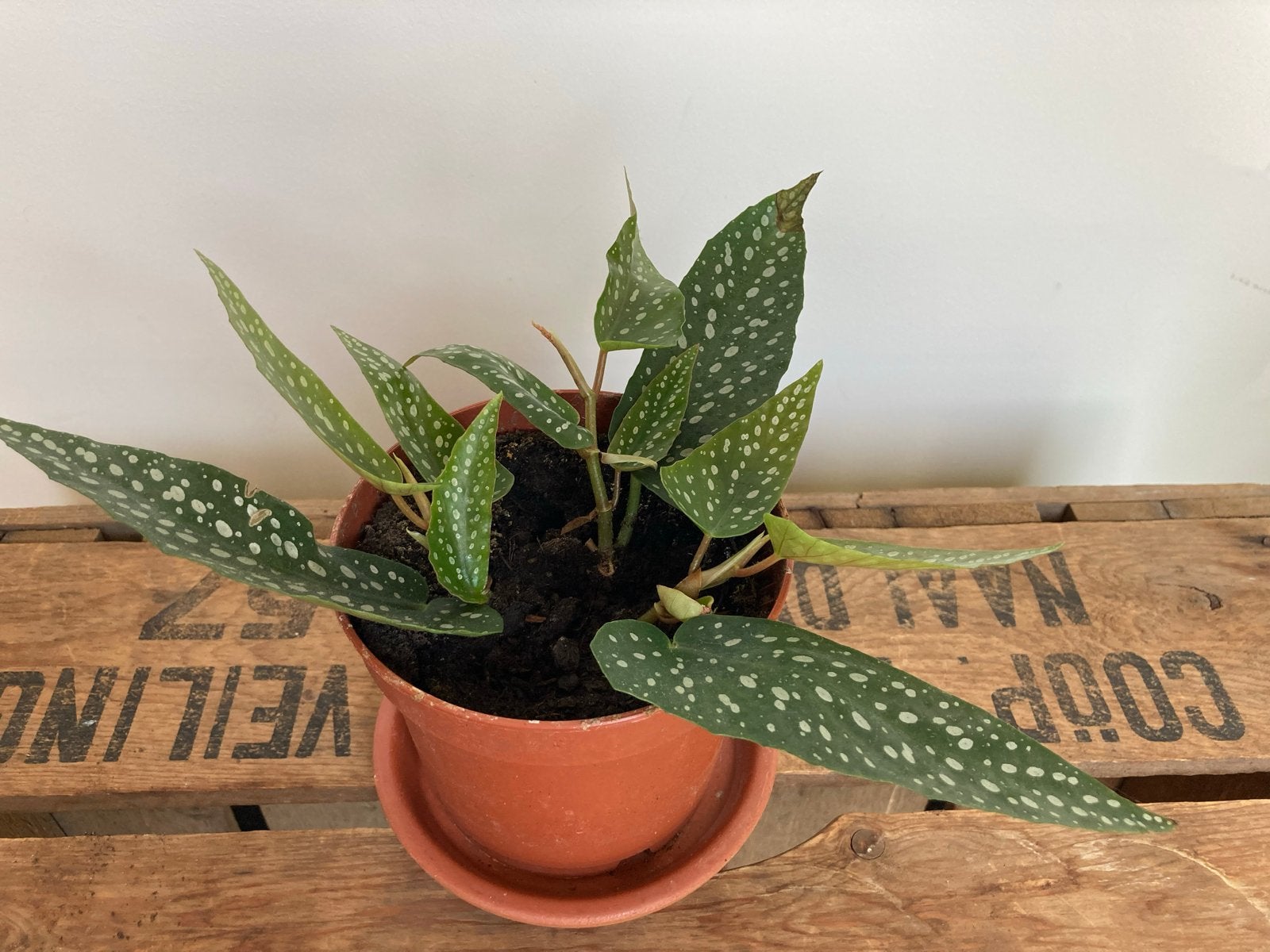 Begonia Maculata 'Polka Dot' Stippen Begonia Kamerplant, Ophalen, Halfschaduw, Minder dan 100 cm