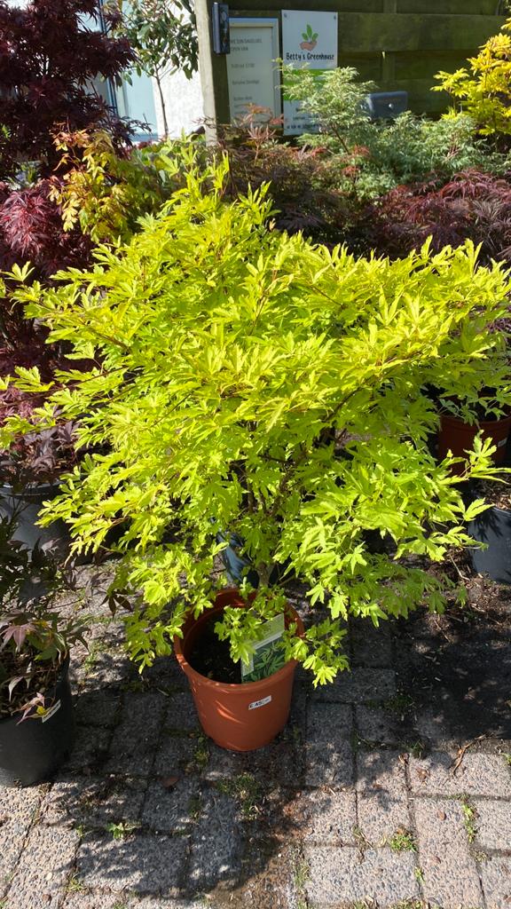 Japanse Esdoorns in pot 60 vierkante meter keuze, Tuin en Terras, Bloeit niet, Halfschaduw, Overige soorten, 100 tot 250 cm