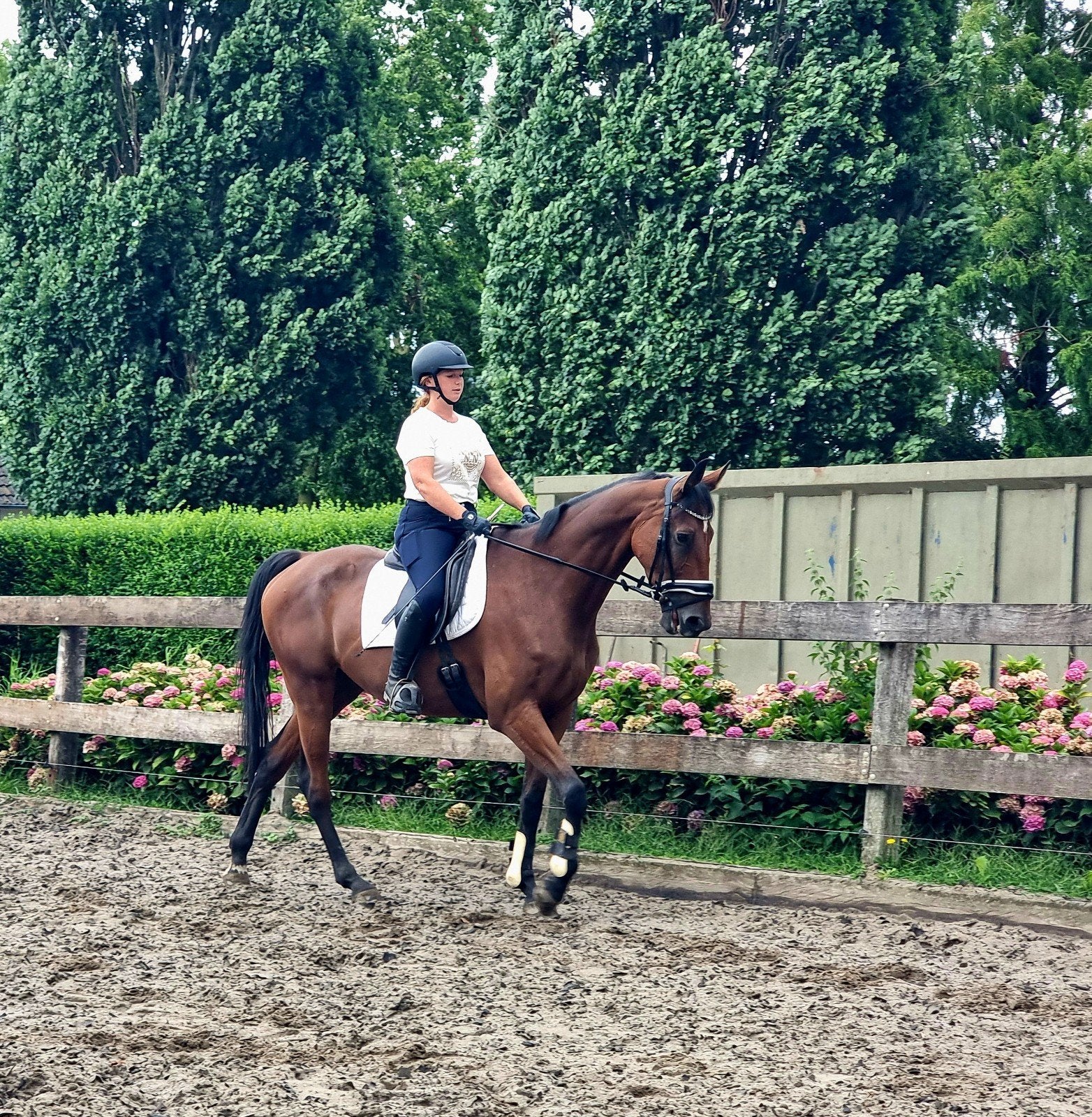 Brave grote ruin.!!, Ruin, 165 tot 170 cm, Met stamboom, 7 tot 10 jaar
