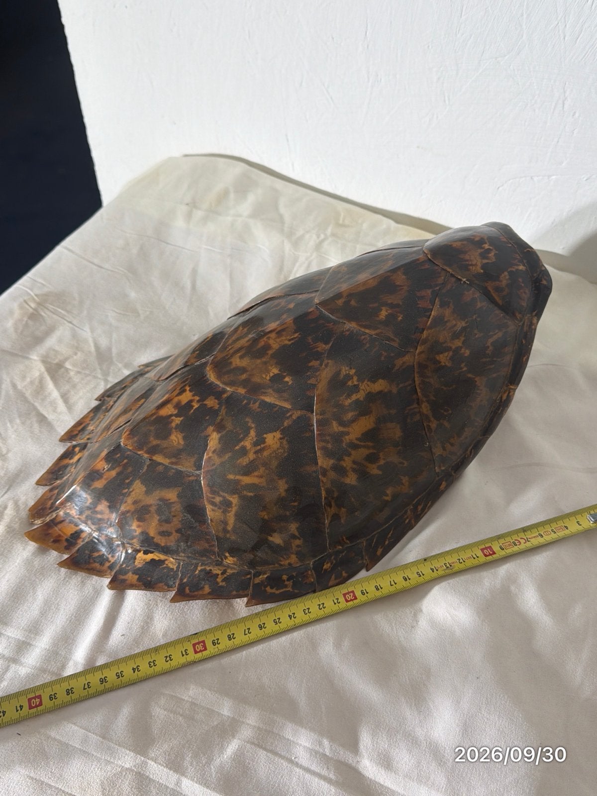 - Schildpadschild, Ophalen of Verzenden, Gebruikt, Overige soorten, Overige typen
