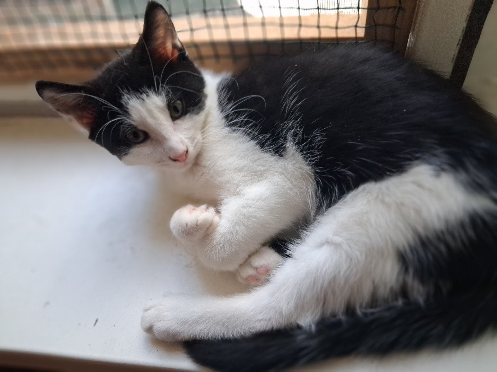 zeer lief katertje kruising noorseboskat., Kater, Kortharig, 0 tot 2 jaar