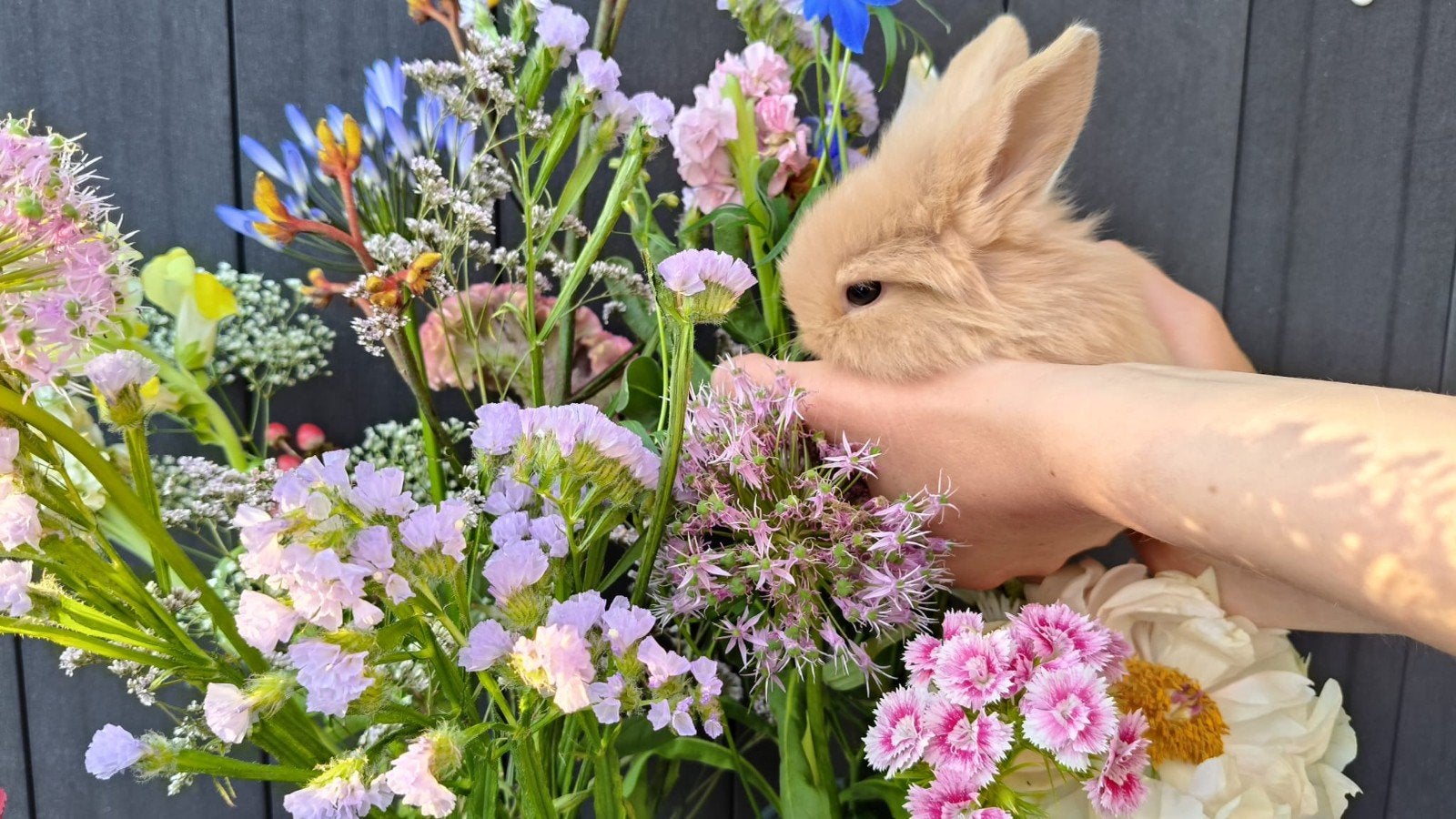 lief dwergkonijntje (9 weken) zoekt forever home️❤️, Dieren en Toebehoren, Konijnen, Mannelijk, Dwerg, Hangoor, 0 tot 2 jaar