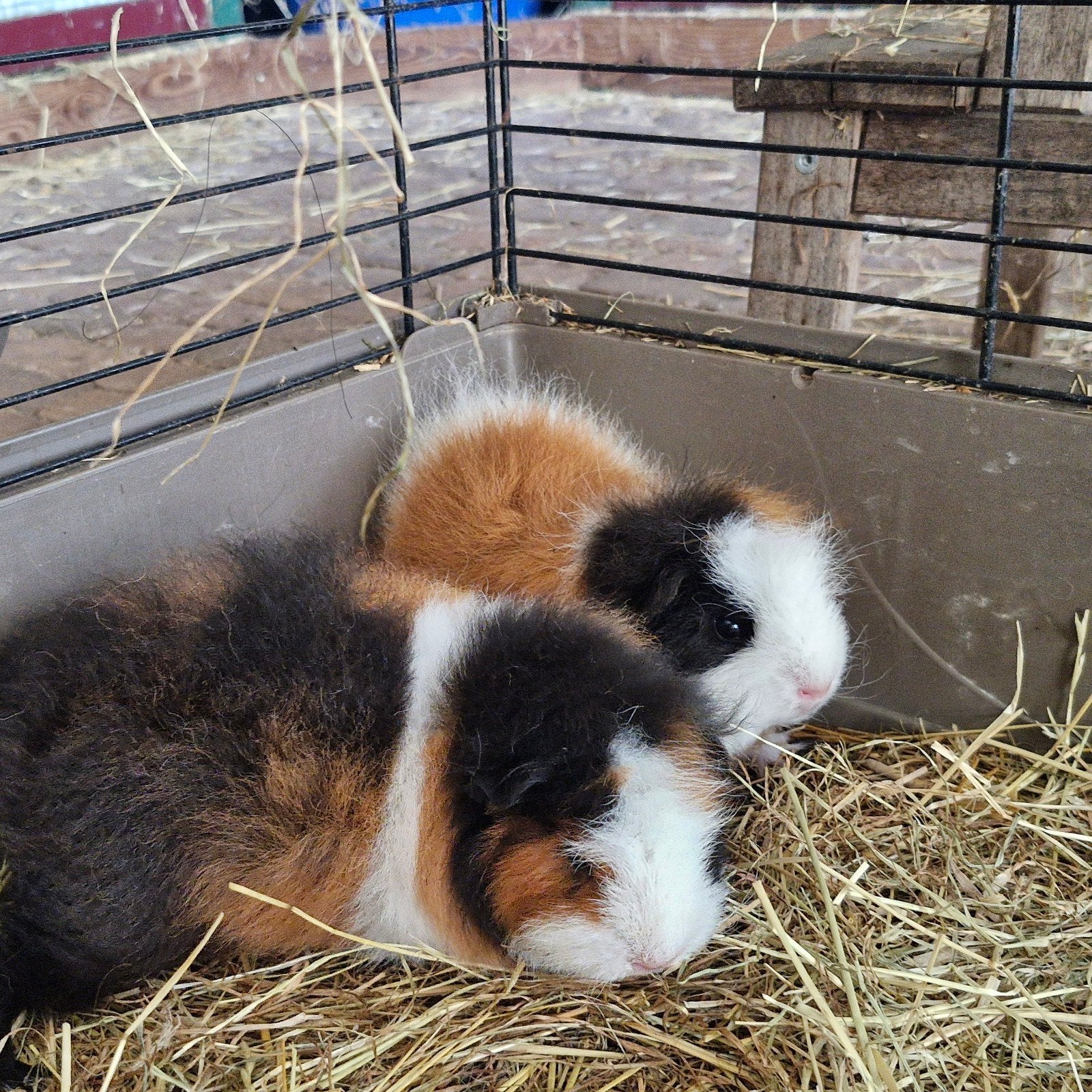Ch teddy cavia's 3 kleur, Dieren en Toebehoren, Cavia, April, Vrouwelijk, Tam