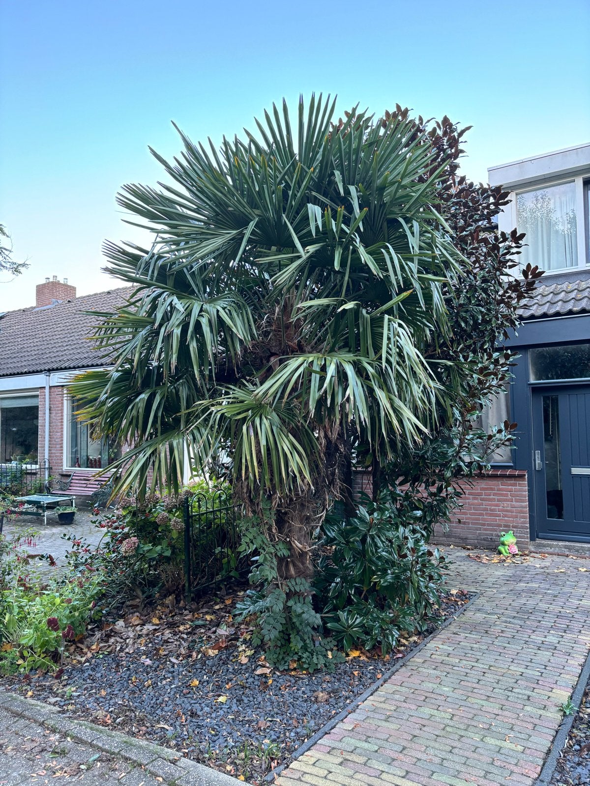 Gratis: Grote Palmboom (zelf uitgraven en ophalen), Tuin en Terras, Lente, 250 tot 400 cm, Palmboom, Ophalen