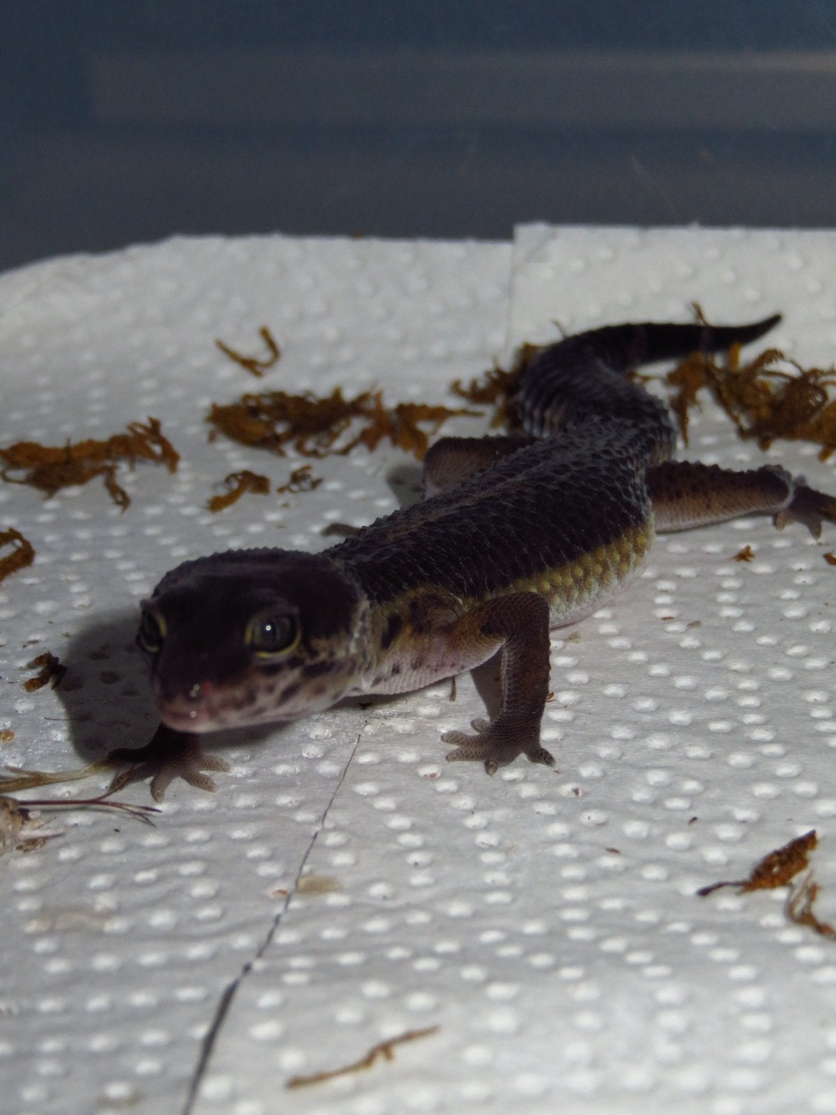 black night luipaardgekko man Leopard Gecko photo 4