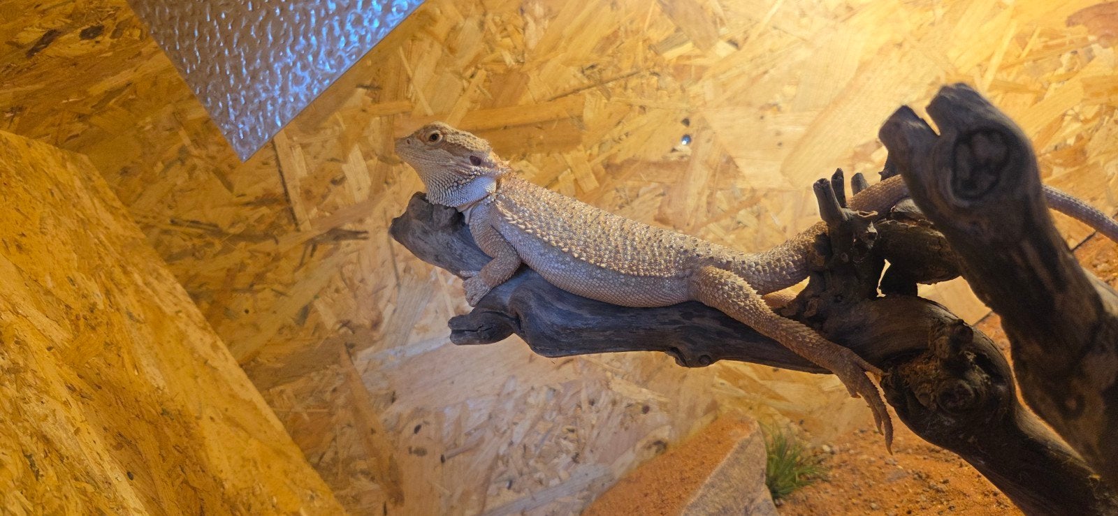 Baardagaam vrouwtje '25., Dieren en Toebehoren, Reptielen en Amfibieën, Hagedis, 0 tot 2 jaar