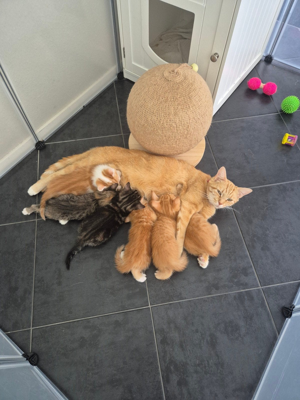 Kittens kruising Ragdoll x Britse korthaar x Noorse boskat., Meerdere dieren, 0 tot 2 jaar
