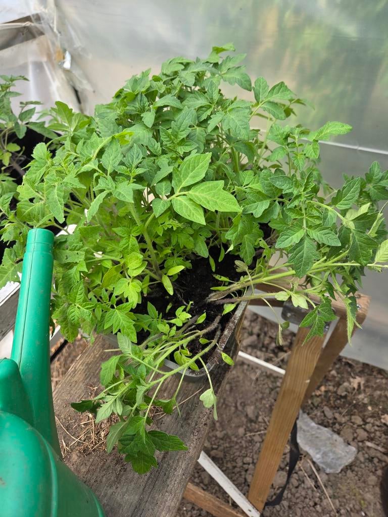 Vleestomaten plantjes - Kweek je eigen heerlijke tomaten!, Tuin en Terras, Ophalen, Volle zon, Eenjarig, Zomer