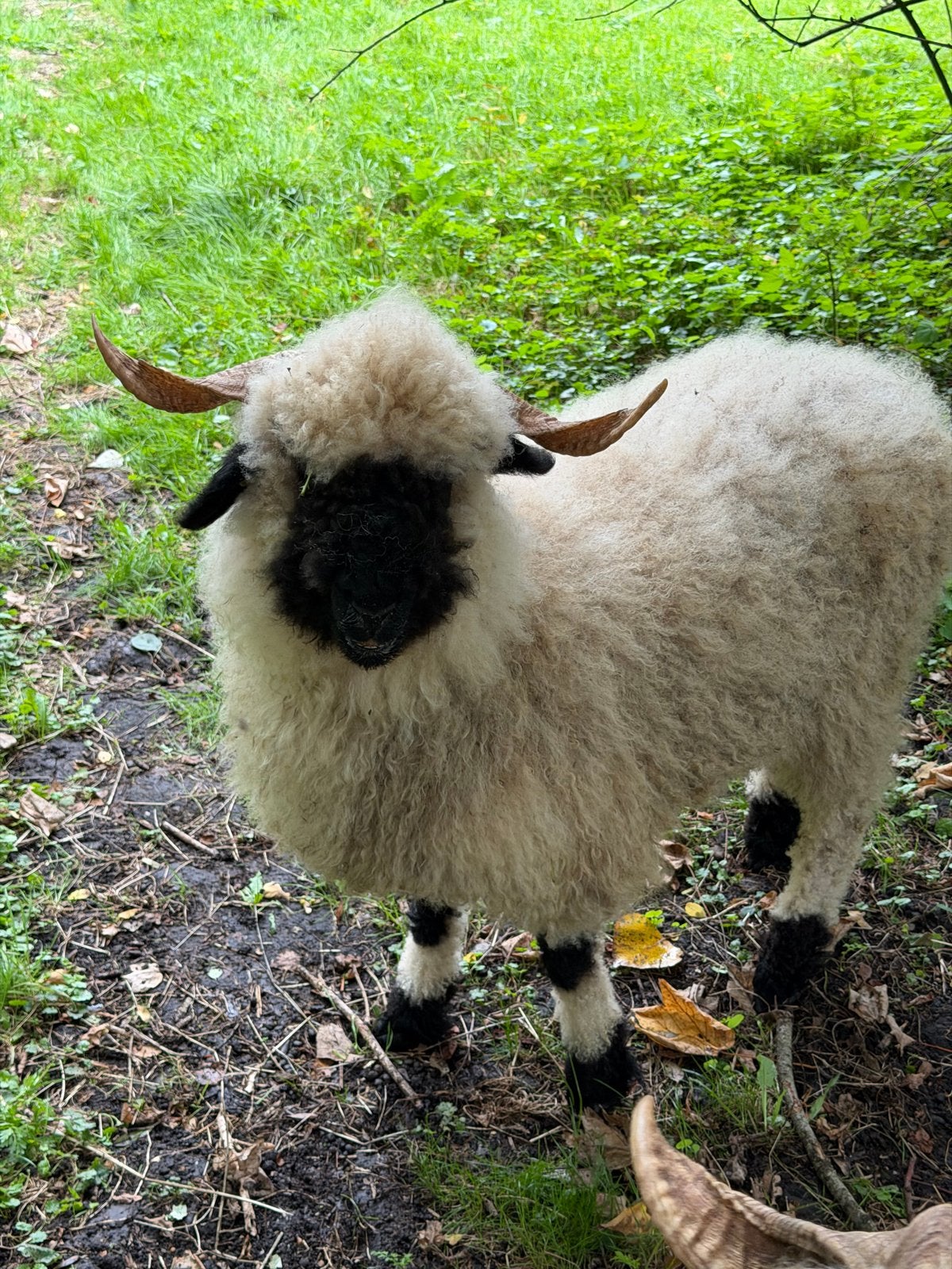 Walliser Schwarznase