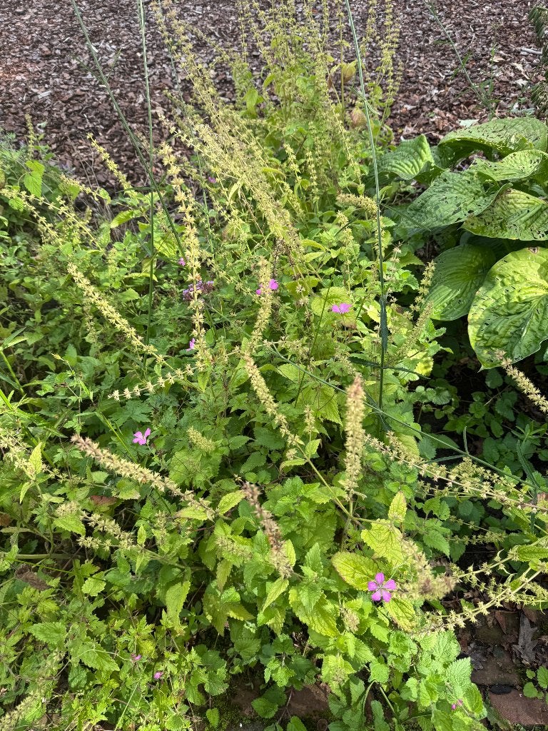 9 stuks Biologische Valse salie (Teucrium scorodonia), Vaste plant, Halfschaduw, Zomer, Ophalen