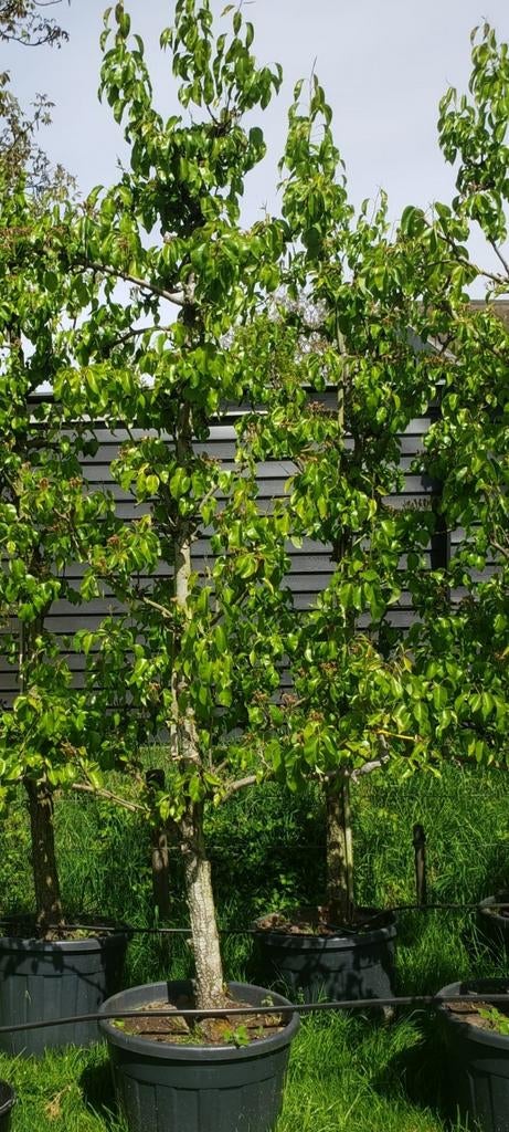 Oude perenbomen Conference, 25 jaar, in pot, Tuin en Terras, Planten | Fruitbomen, Ophalen, Lente, Volle zon, 250 tot 400 cm