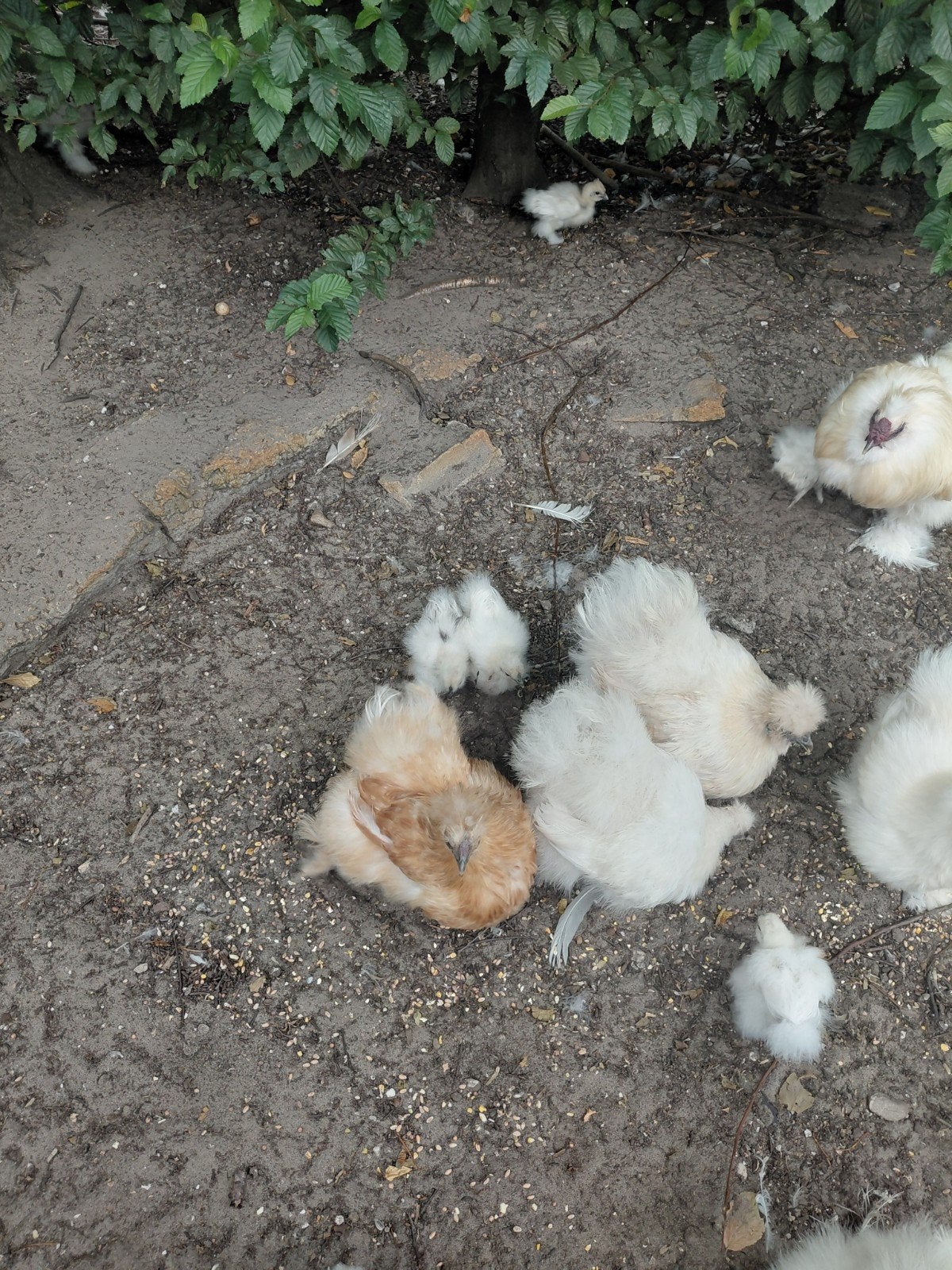 kuikens kriel zijdehoenders, Meerdere dieren, Kip