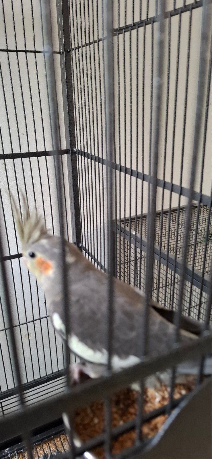 Jonge Valkparkieten om tam te maken., Meerdere dieren, Parkiet