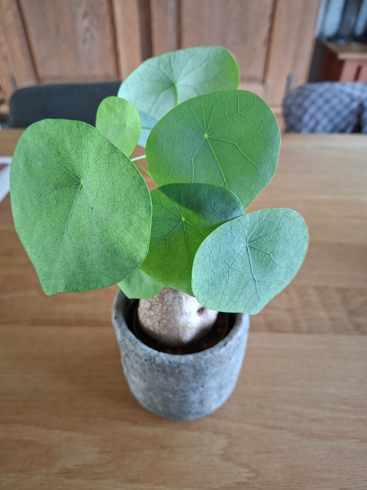 Stehania erecta, Ophalen of Verzenden, Minder dan 100 cm