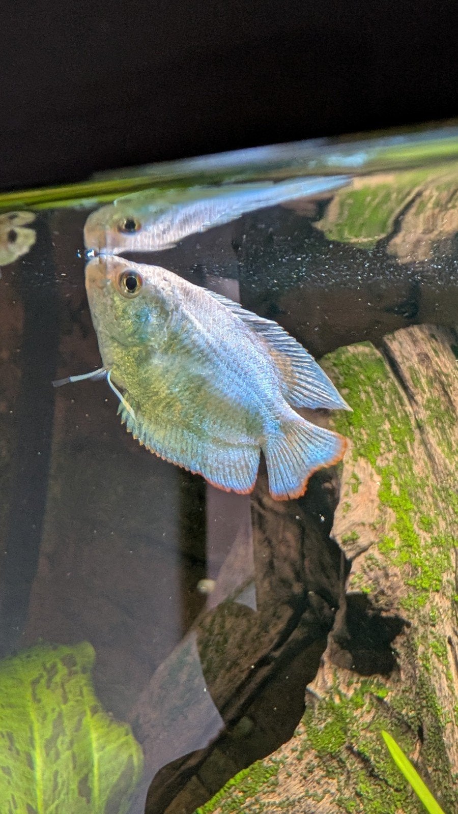 Mooie Dwerggourami man kobalt, Dieren en Toebehoren, Vissen | Aquariumvissen, Vis