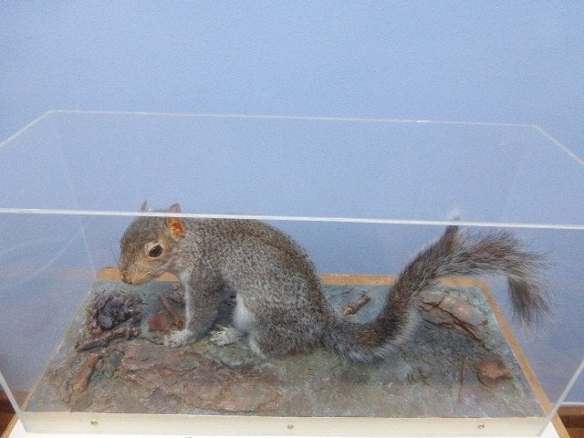 Grijze eekhoorn in vitrine., Ophalen of Verzenden, Zo goed als nieuw, Wild dier, Opgezet dier