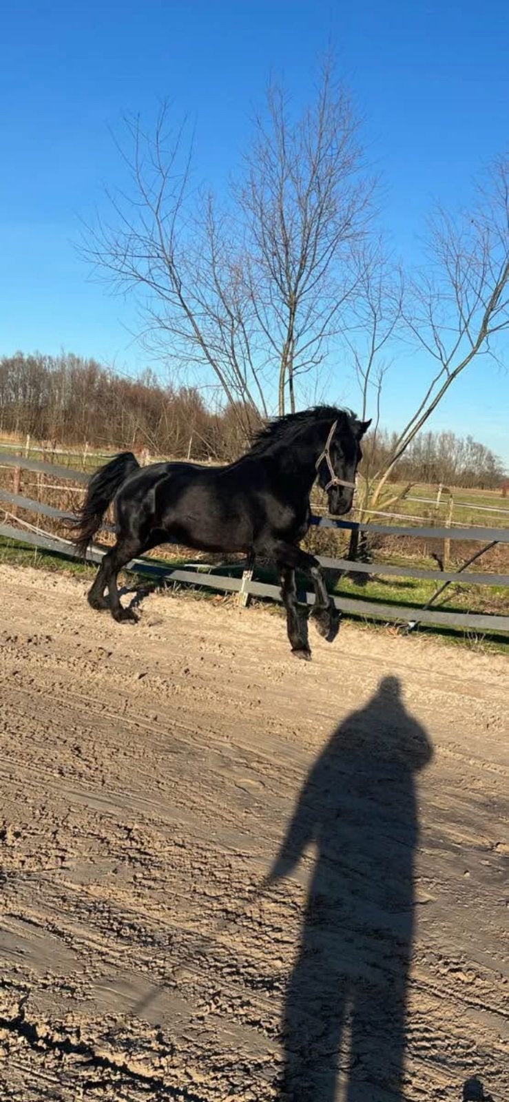Half friese paard te koop, Dieren en Toebehoren, Paarden, Ruin, Zadelmak, Ontwormd, 7 tot 10 jaar