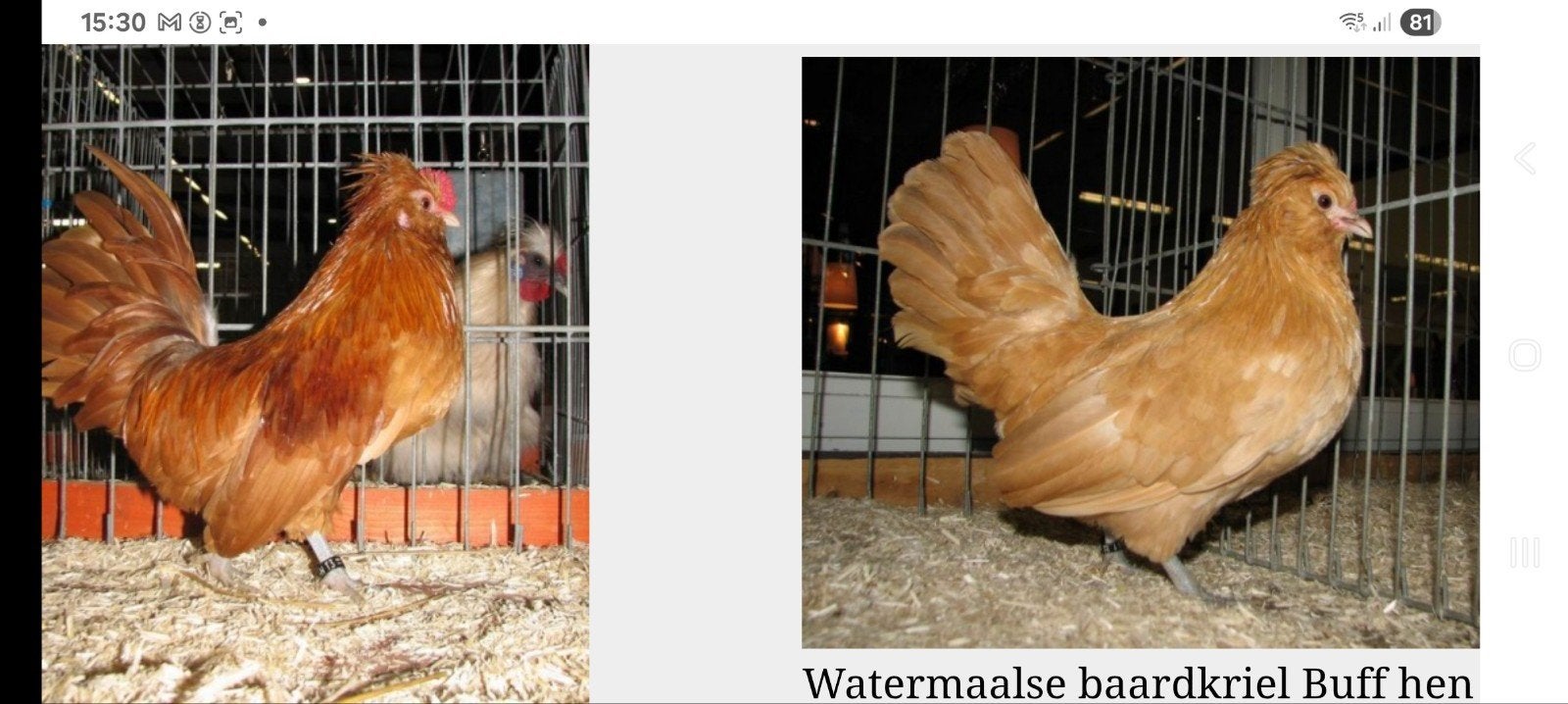 gezocht broedeieren watermaalse baardkriel buff, Dieren en Toebehoren, Meerdere dieren, Kip