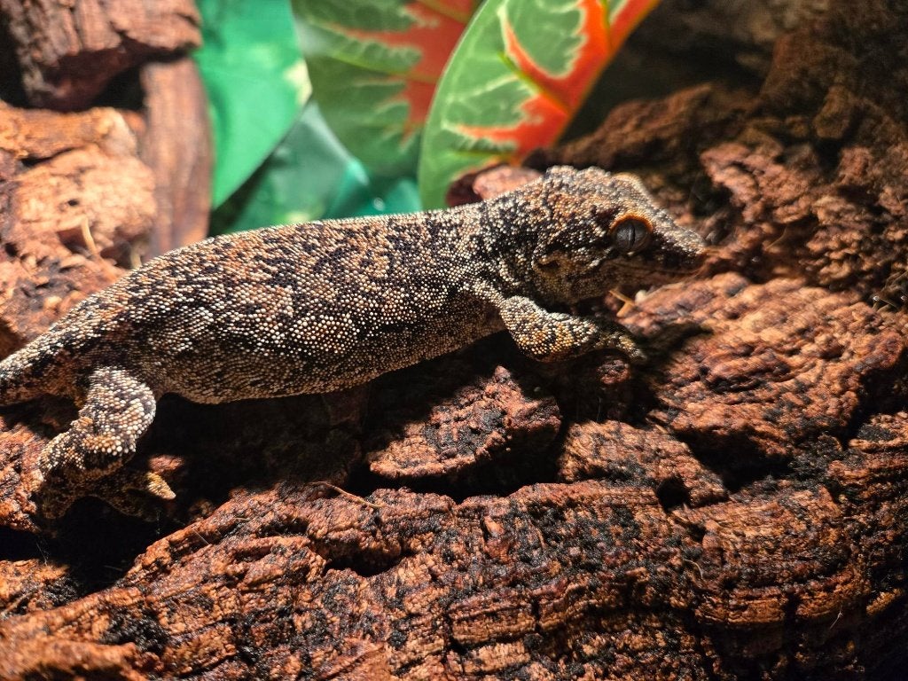 2 Rhacodactylus Auriculatus (Gargoyle gecko vrouw, Dieren en Toebehoren, Reptielen en Amfibieën, Hagedis, Tam, 3 tot 6 jaar