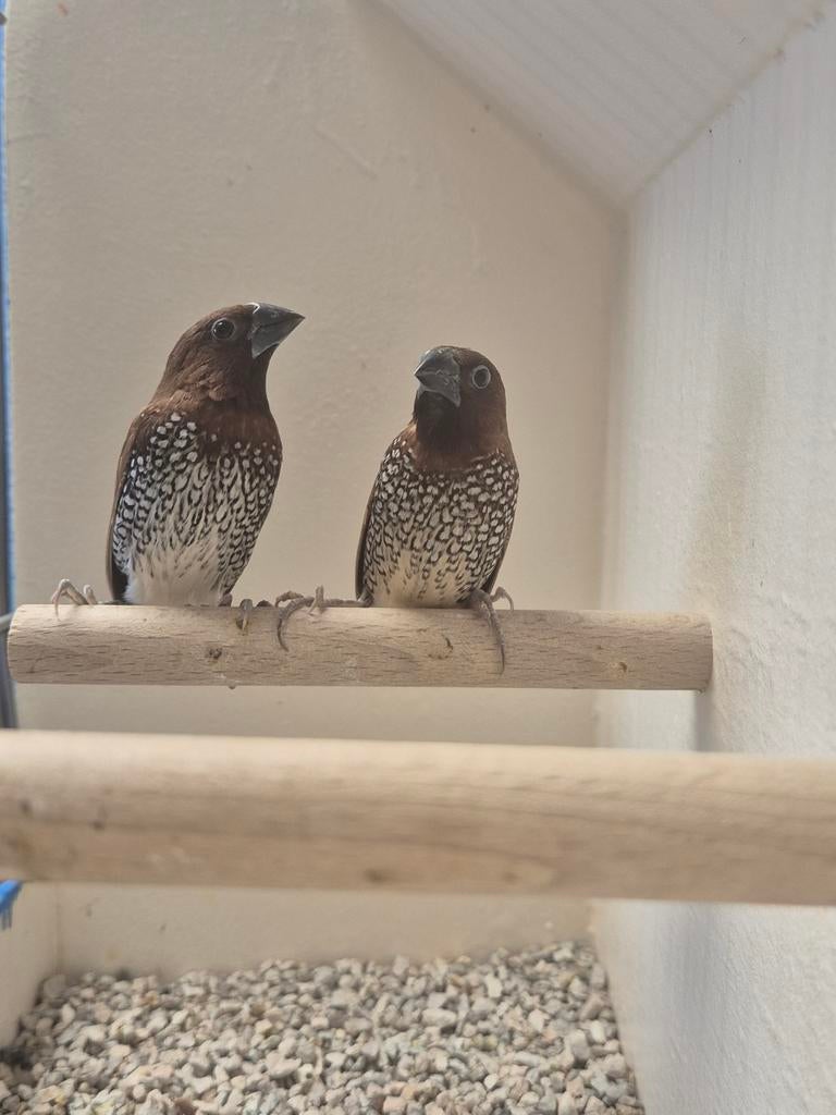 Koppel Muskaatvinken, Dieren en Toebehoren, Meerdere dieren