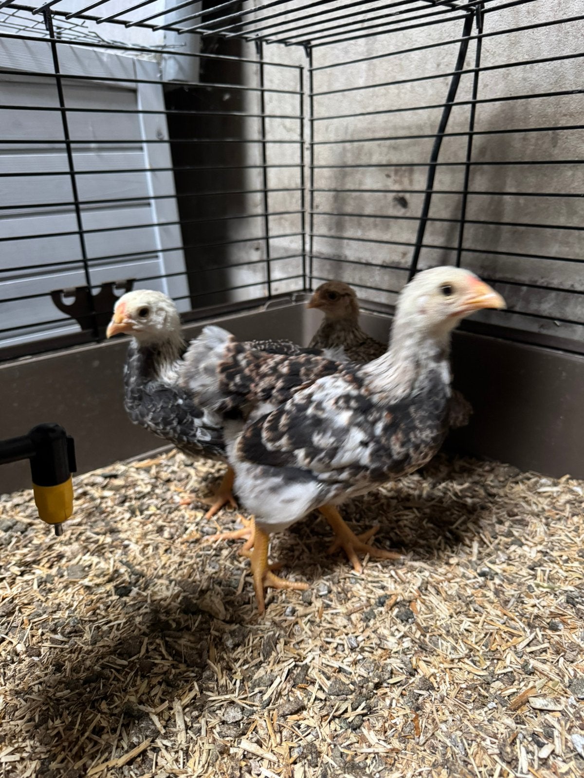 Wyandotte kriel haantjes, Dieren en Toebehoren, Pluimvee, Mannelijk, Kip