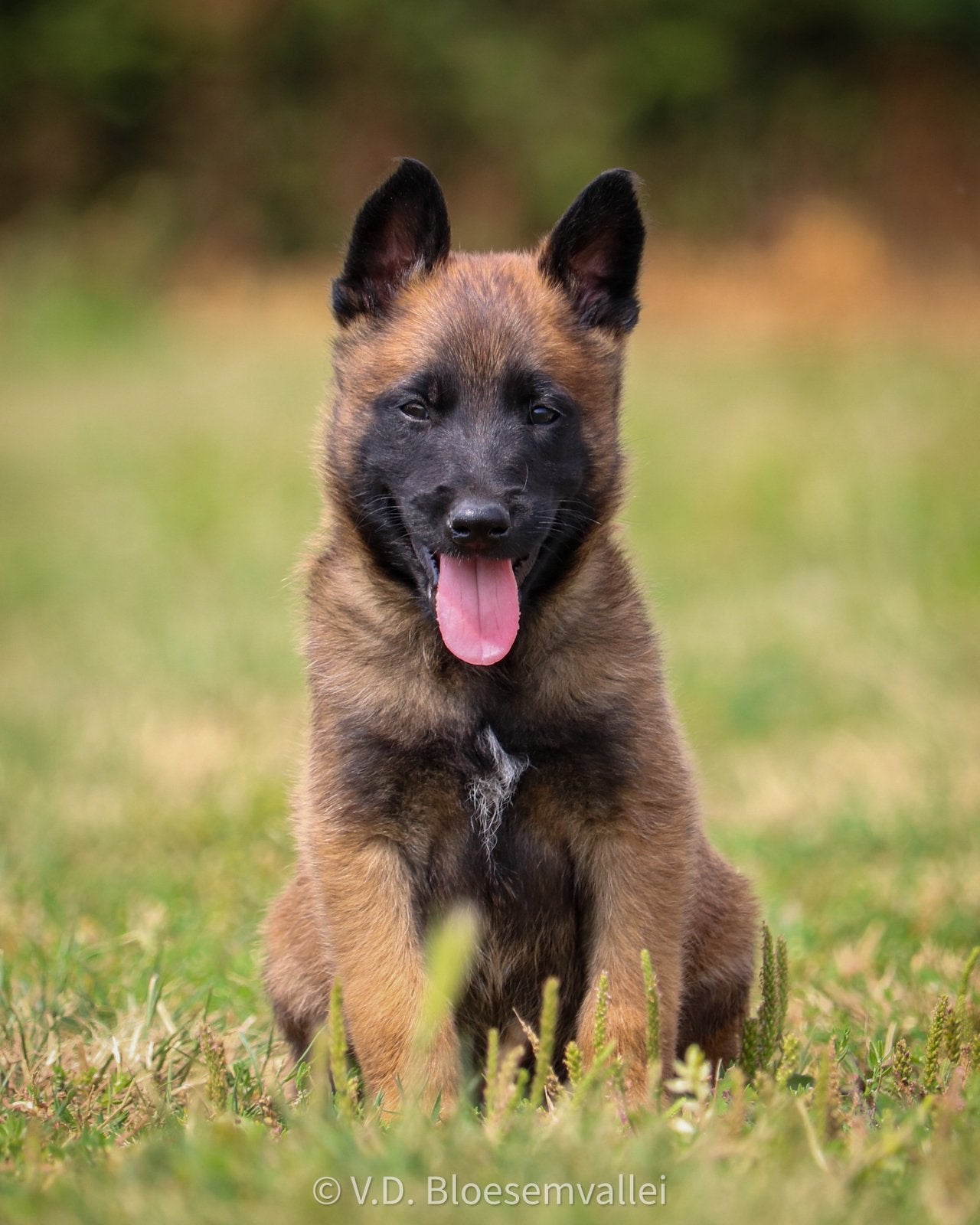Mechelse Herder pup met FCI stamboom, Dieren en Toebehoren, Parvo, 8 tot 15 weken, Meerdere, Meerdere dieren
