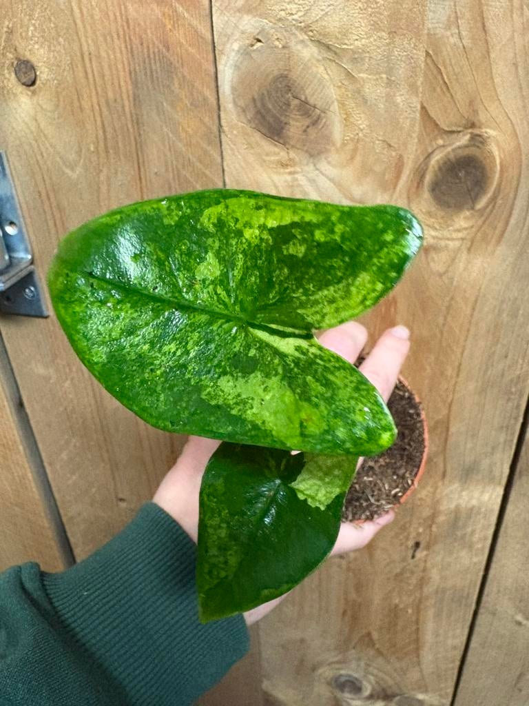 Alocasia zebrina plant variegata aurea yellow lemon lime, Huis en Inrichting, Kamerplanten, Ophalen of Verzenden, Halfschaduw