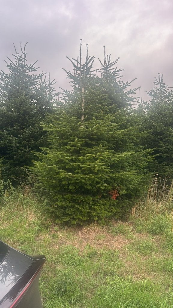 Grote Nordmann kerstbomen tot 10 meter, Tuin en Terras, Ophalen, Volle zon, Overige soorten, 400 cm of meer