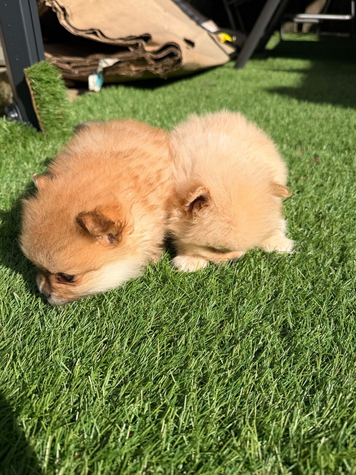 2 pomerianen puppy’s te koop., Dieren en Toebehoren, Parvo, 8 tot 15 weken, Meerdere, Meerdere dieren