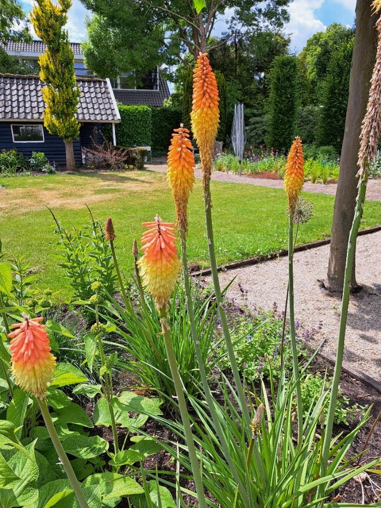 Kniphofia oranje/creme, oranje/geel, geel/wit, Volle zon, Vaste plant, Zomer, Ophalen