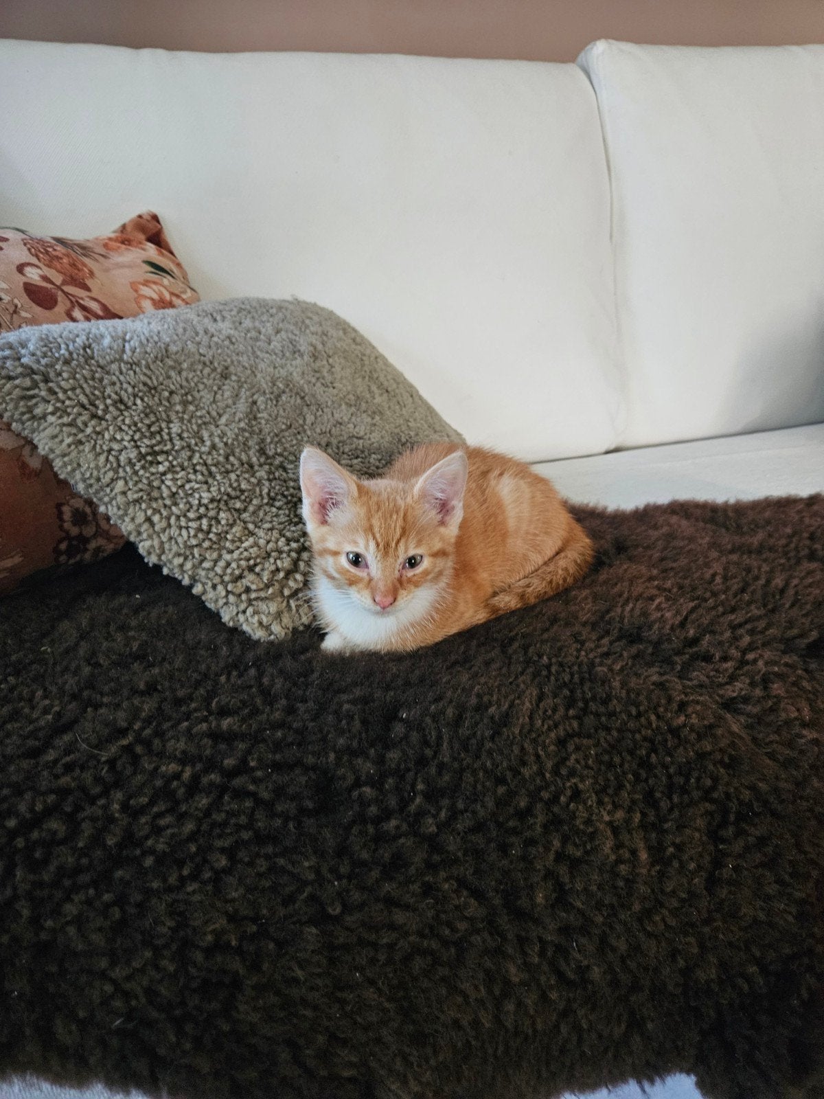 kitten "garfield", Kater