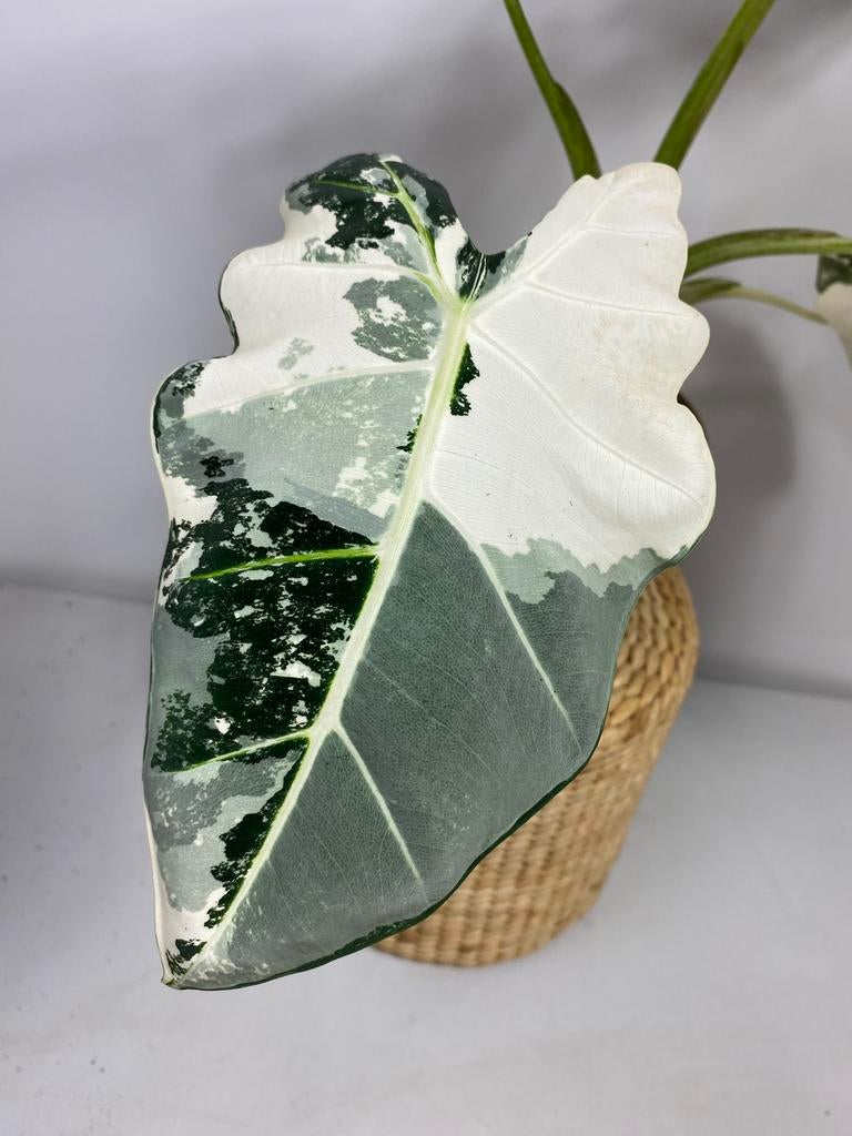 Alocasia Frydek Variegata Knollen, Huis en Inrichting, Kamerplanten, Ophalen of Verzenden, Halfschaduw, Minder dan 100 cm