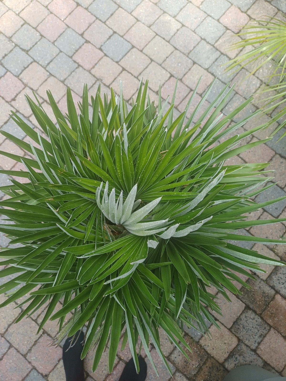 Chamaerops Humilis Vulcano - 110 cm in witte pot, Tuin en Terras, Ophalen of Verzenden