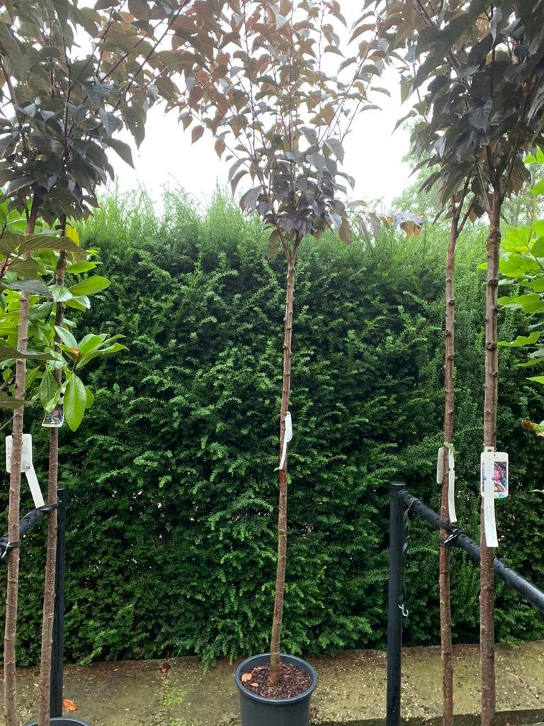 Fruitbomen, leivorm bomen, bol bomen, dakvorm bomen kwekerij, Tuin en Terras, Planten | Bomen, Volle zon, Zomer, In pot, Ophalen