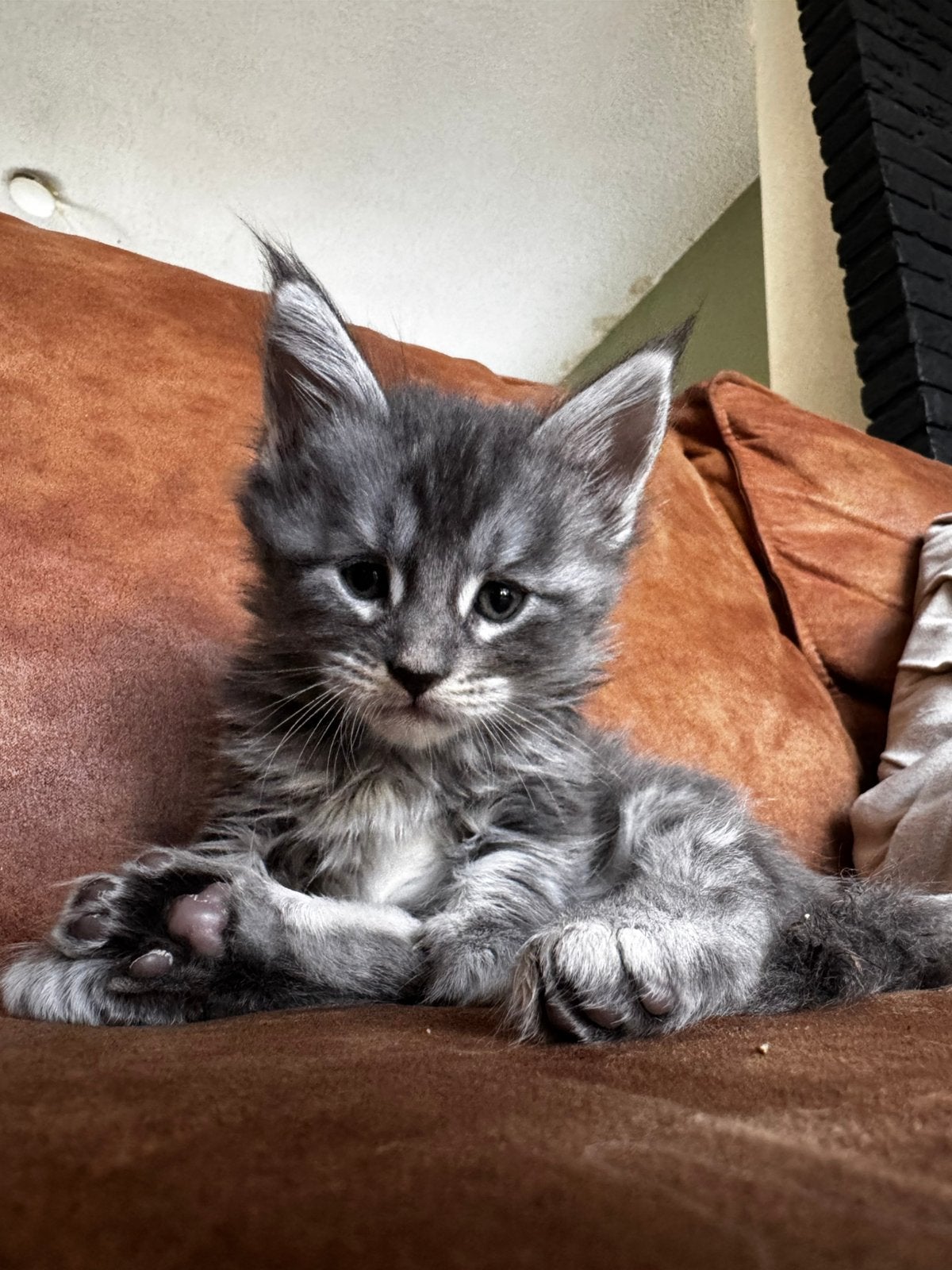 Maine coon kittens, Meerdere dieren, Met stamboom