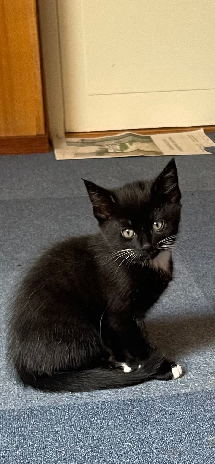 3 katertjes, Kater