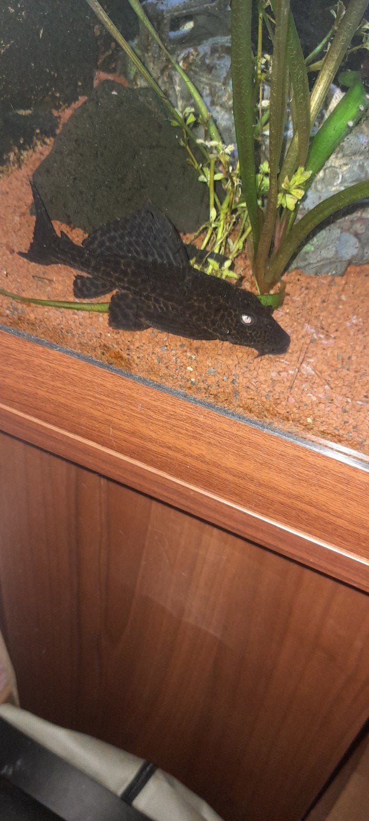 pleco algeneter, Ophalen